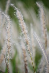 close up of grass