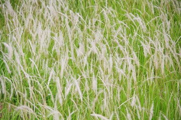 green grass background