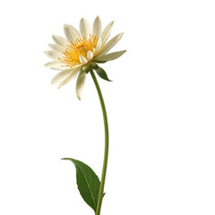 A minimalist image of a single, tall flower stem rising from the bottom of the frame, with a vast, empty background, showcasing the simplicity and elegance of nature.