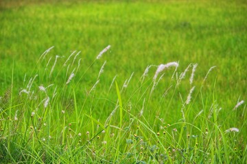 green grass in the morning