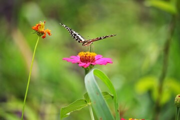 Pink Zinnia violacea and butterfly 