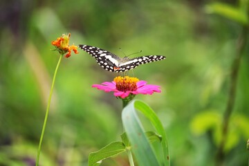 Pink Zinnia violacea and butterfly 