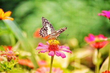 Pink Zinnia violacea and butterfly 