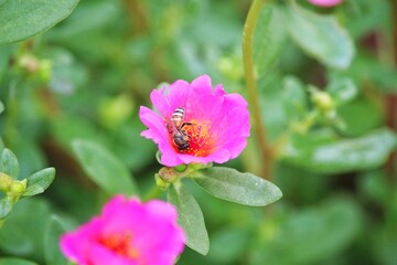 bee on flower