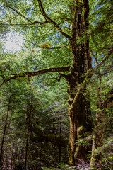 Ordesa y Monte Perdido National Park,  Pyrenees, Spain