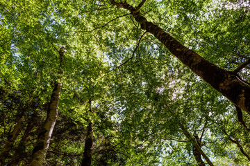 Ordesa y Monte Perdido National Park,  Pyrenees, Spain