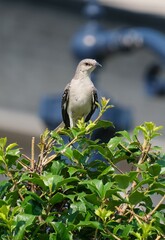 Northern Mockingbird