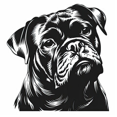 A black and white drawing of a bulldog dog