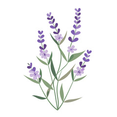 Obraz premium A cheerful lavender sprig on transparent background