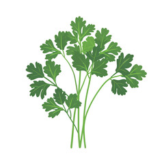Naklejka premium A small bunch of parsley on transparent background