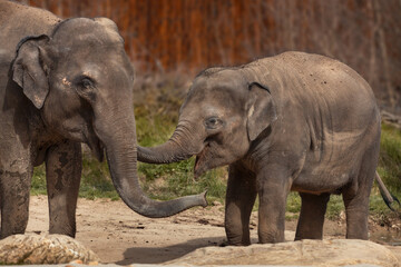 The Asian elephant (Elephas maximus), also known as the Asiatic elephant, with a calf. Two asian elephants in captivity. Elephants originally from the Indian subcontinent and Southeast Asia.