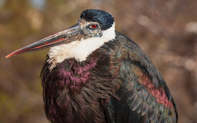 Portrait of the black stork (Ciconia nigra). It is a large bird from the stark family. Detailed view of the head, beak and beautiful colorful feathers.