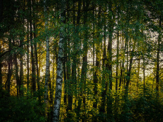 Obraz premium sun rays in the forest