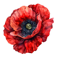 A watercolor painting of a vibrant red poppy with detailed petals, isolated on a transparent background 
