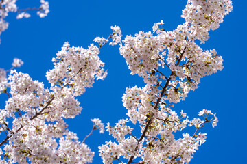 Spring background. Blossom tree branch with white flowers. Spring flowers. White flowers the fruit tree. The sakura. Cherry blossom trees in bloom. Blooming apple tree in the spring garden.