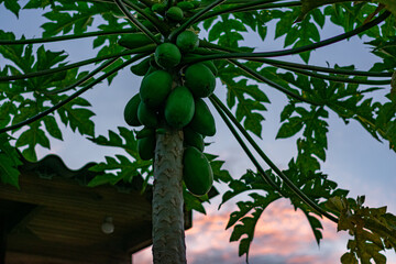 pé de mamão papaia com frutos verdes