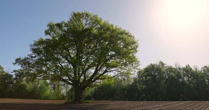one tall oak tree in a plowed field, a single growing oak tree in an agricultural field