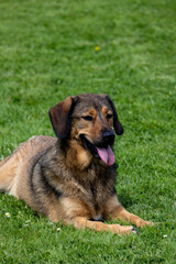 Ein brauner Hund steht auf einer grünen Wiese