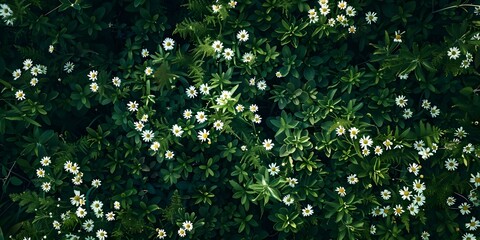 Fototapeta premium Bird's Eye View of White Daisies in a Field Amidst Green Foliage. Concept Nature, Flowers, Landscape, White Daisies, Bird's Eye View