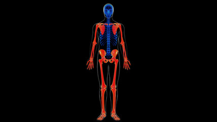 Human skeleton appendicular skeleton anatomy for medical concept 3D rendering © mybox
