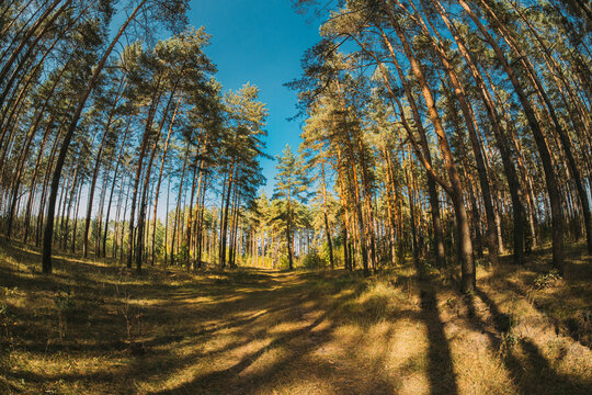 Autumn Mood. From Summer Green To Autumn Yellow. Summer Autumn Forest Transition. Season Change Concept. Green Trees Turn Yellow. Pine Forest