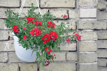 Annual plant with red flowers Verbena Lascar Dark Red