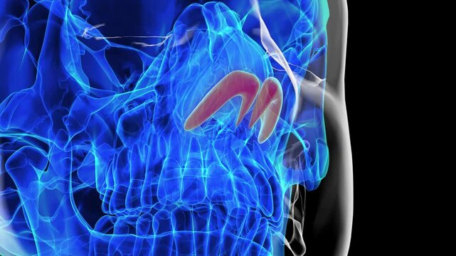 Human skeleton alar cartilage anatomy for medical concept 3D rendering