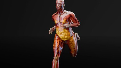 Weight loss Comparison. man body transformation. running jogging for losing weight, lose Fat belly, burning calories, weight loss process. sports training. fat burn, Obesity, human anatomy, 3d render
