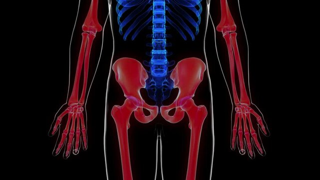 Human skeleton appendicular skeleton anatomy for medical concept 3D rendering