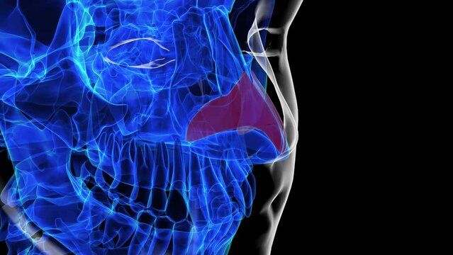 Human skeleton nasal cartilage anatomy for medical concept 3D rendering