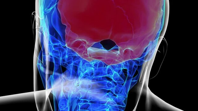 Human skeleton skull occipital bone anatomy for medical concept 3D rendering