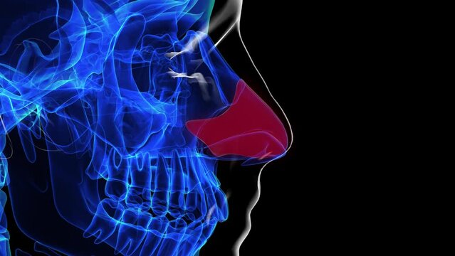 Human skeleton septal nasal cartilage anatomy for medical concept 3D rendering