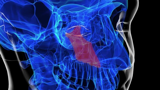 Human skeleton vomer bone anatomy for medical concept 3D rendering