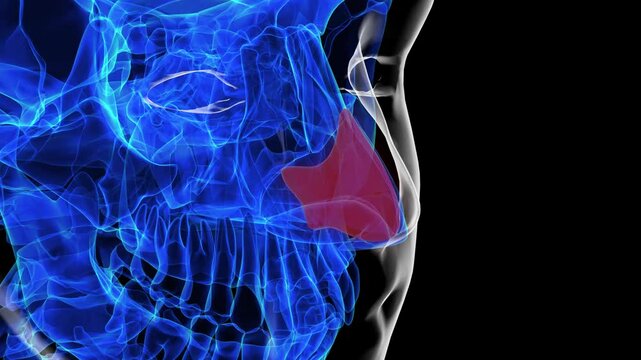 Human skeleton septal nasal cartilage anatomy for medical concept 3D rendering
