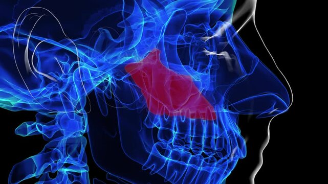 Human skeleton vomer bone anatomy for medical concept 3D rendering