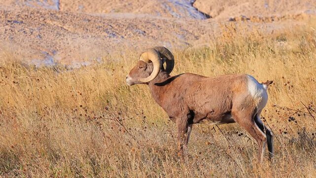 Wild Bighorn Sheep in the rugged landscape of Badlands National Park, South Dakota.