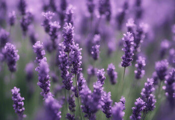 A large bush of purple lavender flowers isolated on transparent background