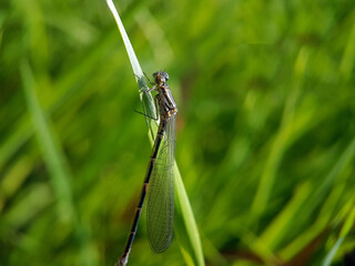 damselfly on leaf summer