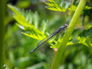 damselfly on leaf summer