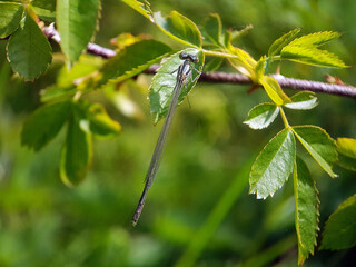 damselfly on leaf summer
