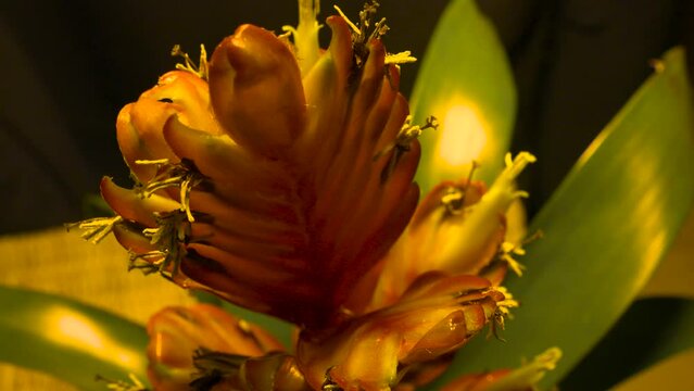 Gro&szlig; Bl&uuml;te 1