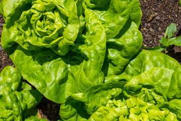 Close-up of a large lettuce, that grows in the brown soil of a vegetable bed. 