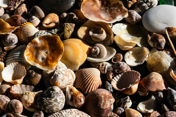Sea treasures: mix of beautiful seashells, pebbles and colorful glasses found on Sardinian beaches...