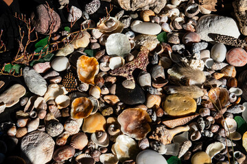 Sea treasures: mix of beautiful seashells, pebbles and colorful glasses found on Sardinian beaches...
