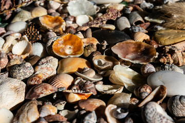 Sea treasures: mix of beautiful seashells, pebbles and colorful glasses found on Sardinian beaches in Italy.