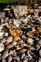 Sea treasures: mix of beautiful seashells, pebbles and colorful glasses found on Sardinian beaches in Italy.
