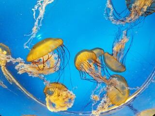 jellyfish in aquarium © Drea0207