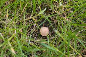 mushroom in the grass