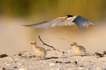 Least tern (Sternula antillarum) chicks (babies) with their parent bird on Longboat Key, Florida