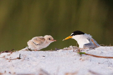 Least tern (Sternula antillarum) chicks (babies) with their parent bird on Longboat Key, Florida